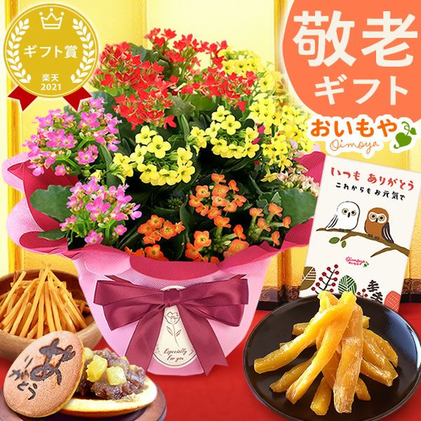 カランコエ5号鉢＆和菓子セット 敬老の日 プレゼント ギフト 花 花鉢 鉢花 鉢植え 生花 カランコエ どら焼き 干し芋 芋けんぴ 送料無料 スイーツ お菓子 和菓子 メッセージカード おいもや
