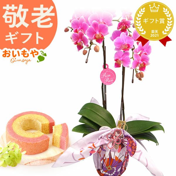 風呂敷包みミディ胡蝶蘭とバウムクーヘンセット 敬老の日 プレゼント ギフト 花 胡蝶蘭 コチョウラン ミディ フラワーギフト 蘭 鉢植え 花鉢 鉢花 花とスイーツ バウムクーヘン 送料無料 スイーツ お菓子 洋菓子 メッセージカード おいもや