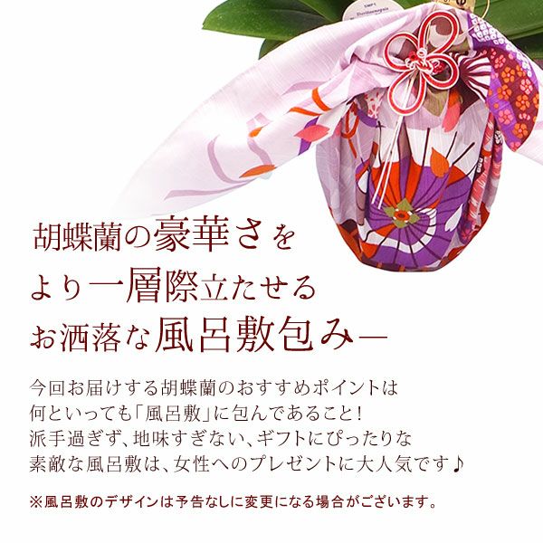 風呂敷包みミディ胡蝶蘭とバウムクーヘンセット 敬老の日 プレゼント ギフト 花 胡蝶蘭 コチョウラン ミディ フラワーギフト 蘭 鉢植え 花鉢 鉢花 花とスイーツ バウムクーヘン 送料無料 スイーツ お菓子 洋菓子 メッセージカード おいもや