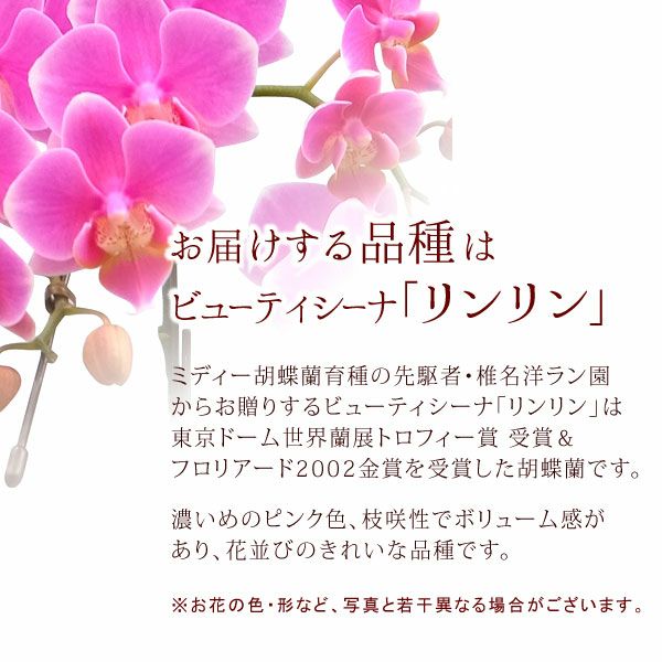 風呂敷包みミディ胡蝶蘭とバウムクーヘンセット 敬老の日 プレゼント ギフト 花 胡蝶蘭 コチョウラン ミディ フラワーギフト 蘭 鉢植え 花鉢 鉢花 花とスイーツ バウムクーヘン 送料無料 スイーツ お菓子 洋菓子 メッセージカード おいもや