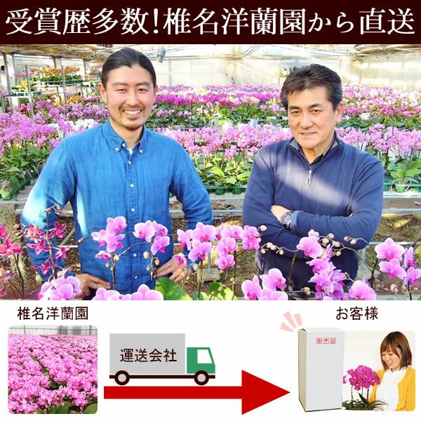 風呂敷包みミディ胡蝶蘭とバウムクーヘンセット 敬老の日 プレゼント ギフト 花 胡蝶蘭 コチョウラン ミディ フラワーギフト 蘭 鉢植え 花鉢 鉢花 花とスイーツ バウムクーヘン 送料無料 スイーツ お菓子 洋菓子 メッセージカード おいもや