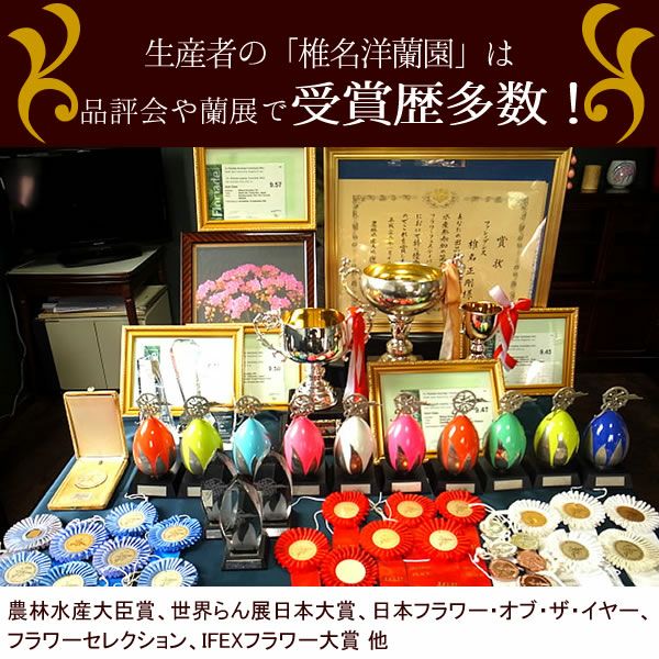 風呂敷包みミディ胡蝶蘭とバウムクーヘンセット 敬老の日 プレゼント ギフト 花 胡蝶蘭 コチョウラン ミディ フラワーギフト 蘭 鉢植え 花鉢 鉢花 花とスイーツ バウムクーヘン 送料無料 スイーツ お菓子 洋菓子 メッセージカード おいもや