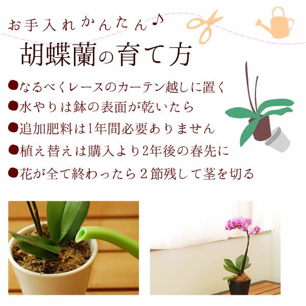 風呂敷包みミディ胡蝶蘭とバウムクーヘンセット 敬老の日 プレゼント ギフト 花 胡蝶蘭 コチョウラン ミディ フラワーギフト 蘭 鉢植え 花鉢 鉢花 花とスイーツ バウムクーヘン 送料無料 スイーツ お菓子 洋菓子 メッセージカード おいもや